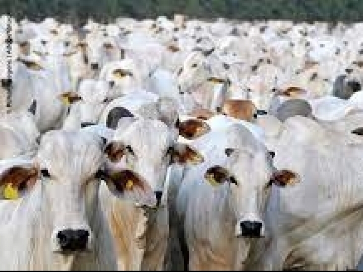 Rastreabilidade de produtos pode contribuir para a abertura de novos mercados para pecuária