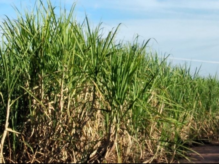 Herbicida para cana-de-açúcar conta com recomendações nas épocas semisseca, semiúmida e úmida