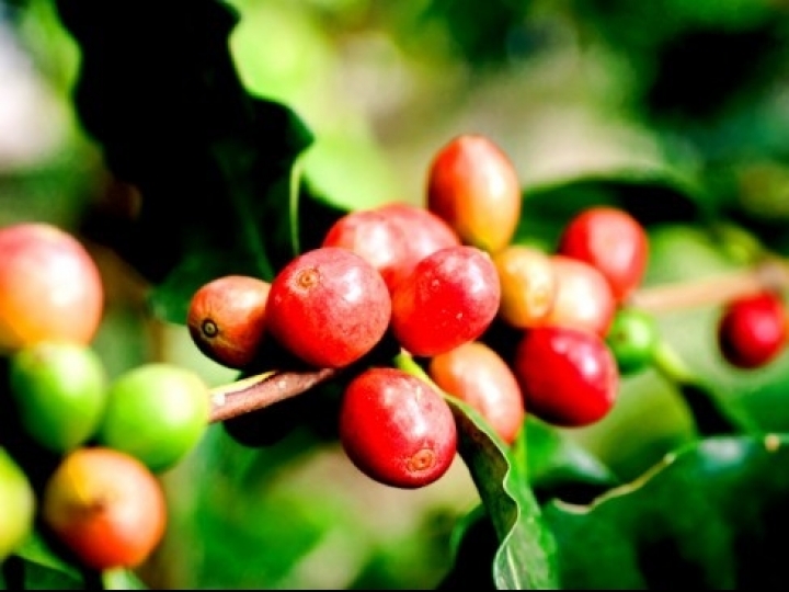 Culttivo celebra o Dia Mundial do Café com manifesto de empoderamento a cafeicultores