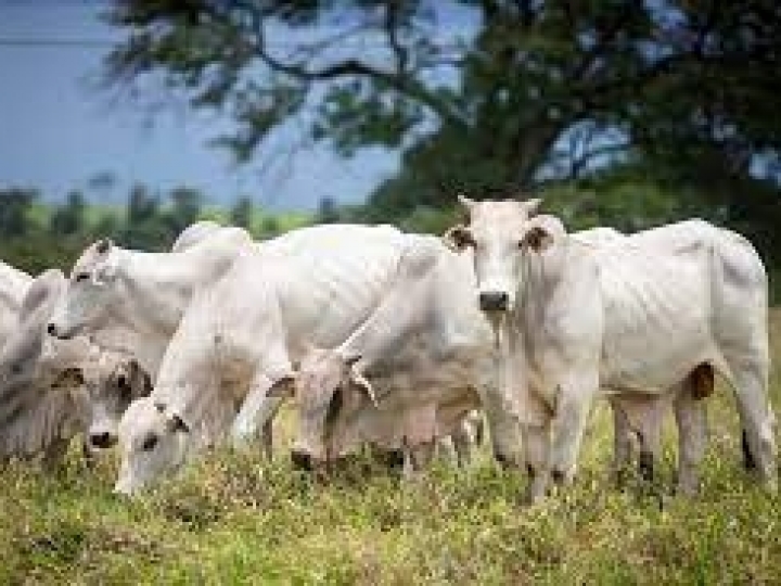 Investimentos da SAA revitalizam e modernizam áreas de pesquisas do IZ