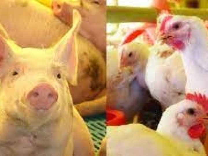 Ação no Canadá projeta US$ 25 milhões em negócios para exportadores de aves e de suínos