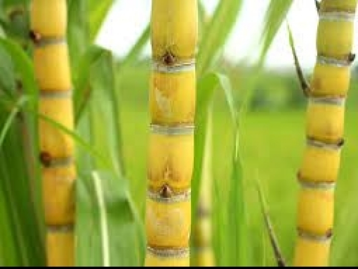 CTC mostra novidades da cana durante a Agrishow