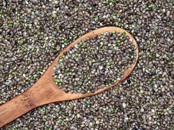 Custo da produção de sementes de cânhamo no Brasil seria de 6.820 reais por hectare, se fosse legalizado