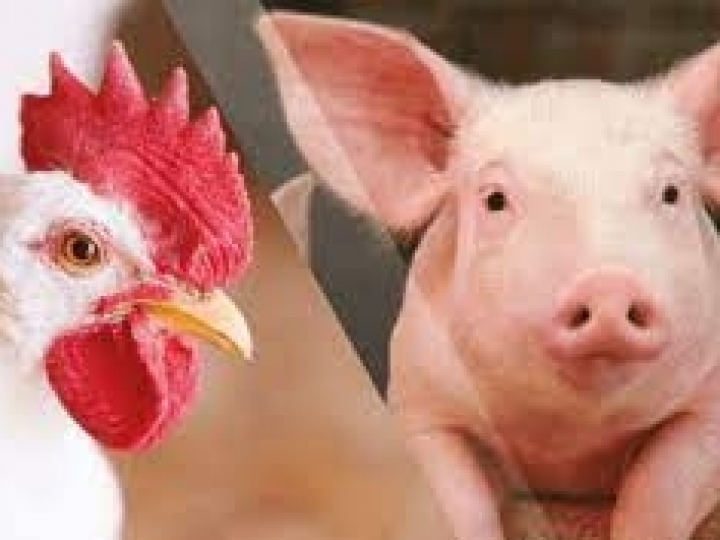 Com mercado aberto, exportadores de aves e suínos promovem ação no Canadá