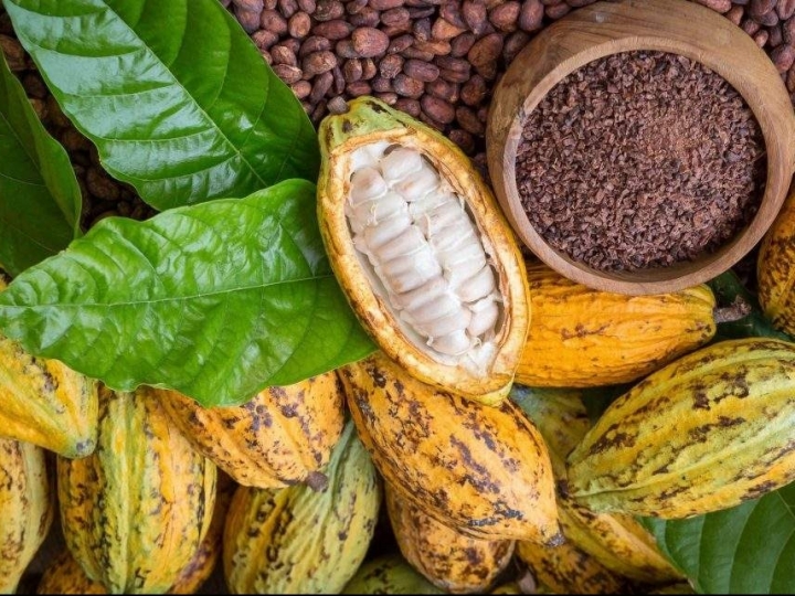 Recebimento de amêndoas de cacau diminui 7,5% em março