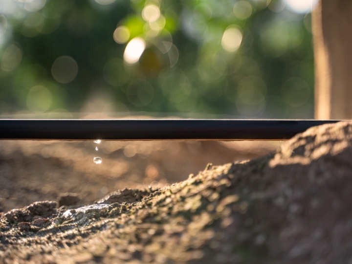 Projeto bem concebido é diferencial para o sucesso da irrigação localizada