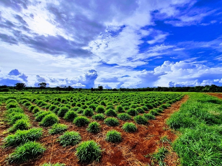 Sequenciamento do genoma de Urochloa ruziziensis potencializa melhoramento genético de espécies forrageiras