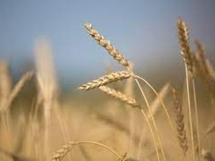 Cenário do trigo no mundo e os reflexos no mercado brasileiro são temas de seminário