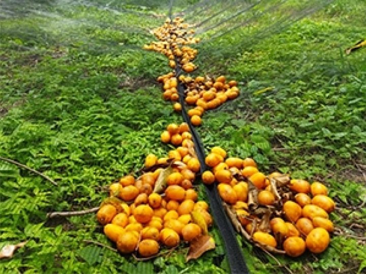 Tecnologias aumentam produção de cajá no Nordeste em até 5x