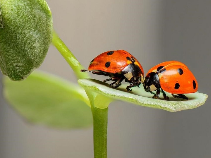 Insetos na horta sim!