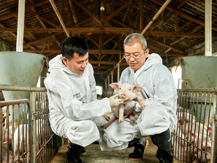 3 em cada 5 suínos brasileiros são vacinados com a Ingelvac® CircoFLEX