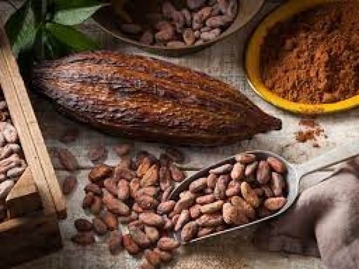 Cacau e seringueira são opção de negócio sustentável para produtores paulistas
