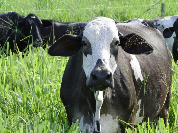 Método auxilia produtor a monitorar e aumentar a produtividade do rebanho leiteiro