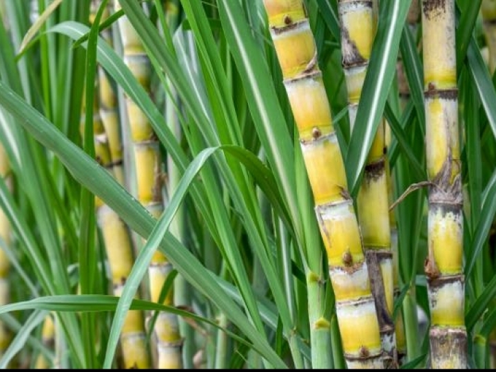 Cana-de-açúcar recua 79 mil hectares nesta safra