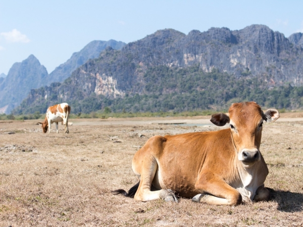 Foto: Anne Zwagers em Unsplash 