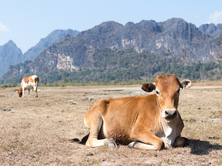 Tripanossomose bovina: riscos e prejuízos da doença subclínica
