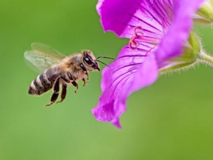 Atlas da Apicultura joga luz sobre o setor apícola brasileiro
