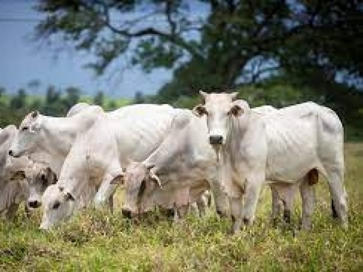 Nutrição animal e de pastagens que tornam criação de gado mais sustentável são apresentadas na Agrishow