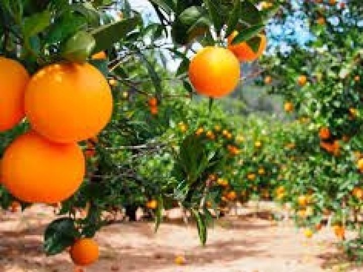 Conab embasa atualização os preços mínimos da laranja, trigo e café da safra 2022/2023