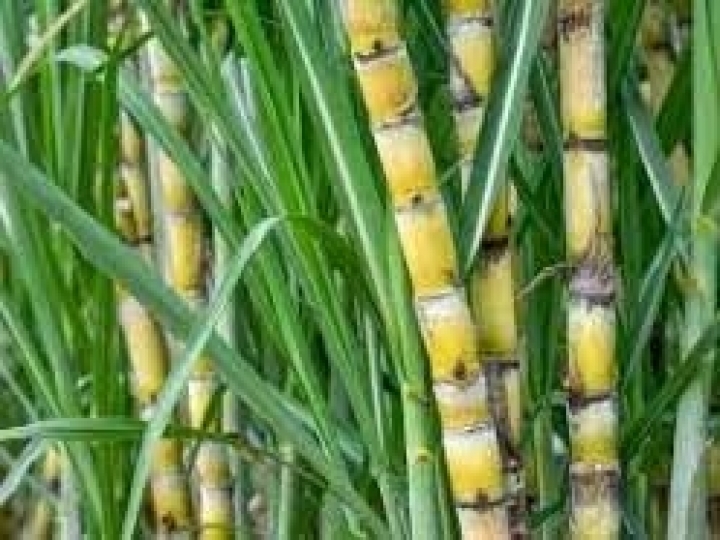 Corteva: manejo de plantas daninhas para cana-de-açúcar