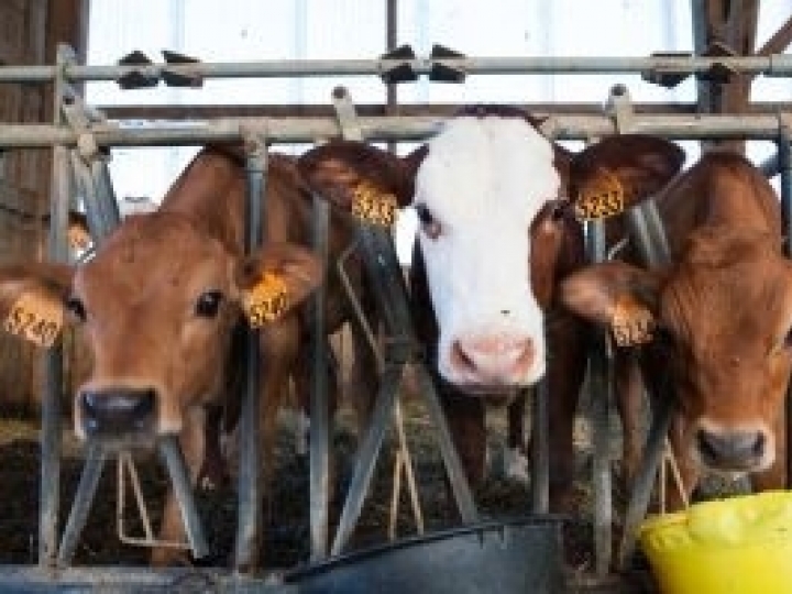 Colostro e colostragem: importância e readequação de manejo