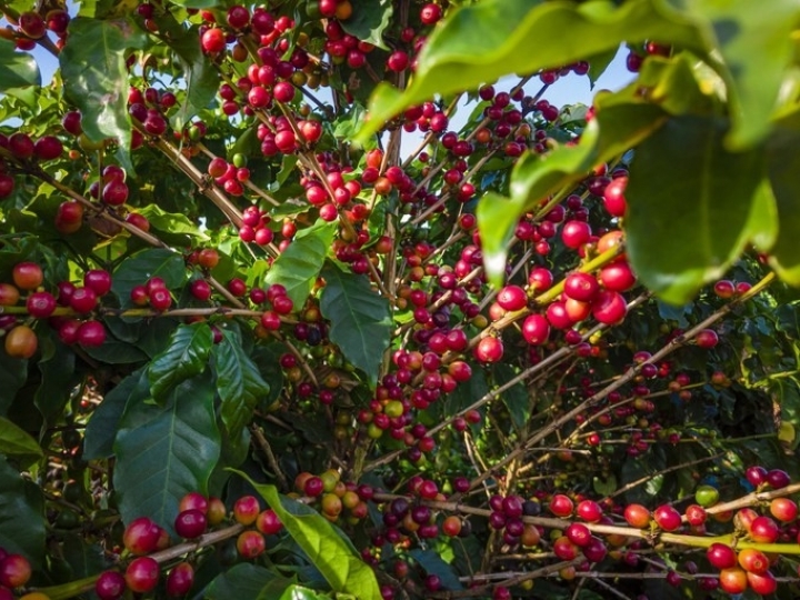 VBP de 2022 é estimado em R$ 1,236 trilhão