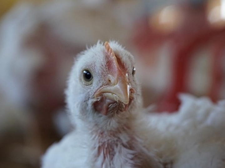 Tecnologias para evolução da produção avícola são destaques em evento promovido pela Phibro Saúde Animal