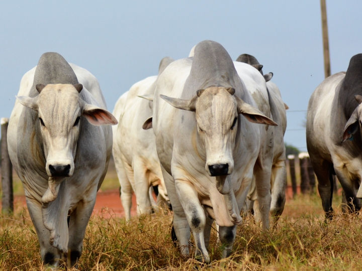 ExpoZebu 2022: retorno da feira presencial traz destaque para genética bovina