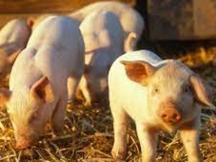 Mais de 120 mil animais foram imunizados contra Peste Suína Clássica em Alagoas