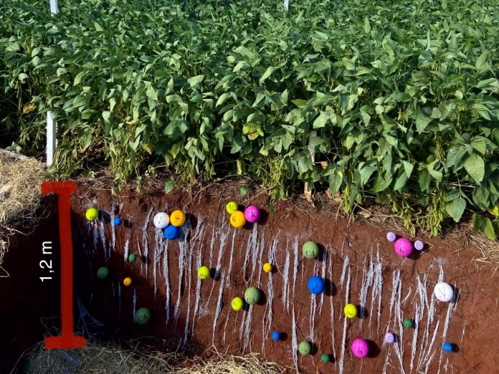 Mosaic Fertilizantes lança podcast sobre agricultura