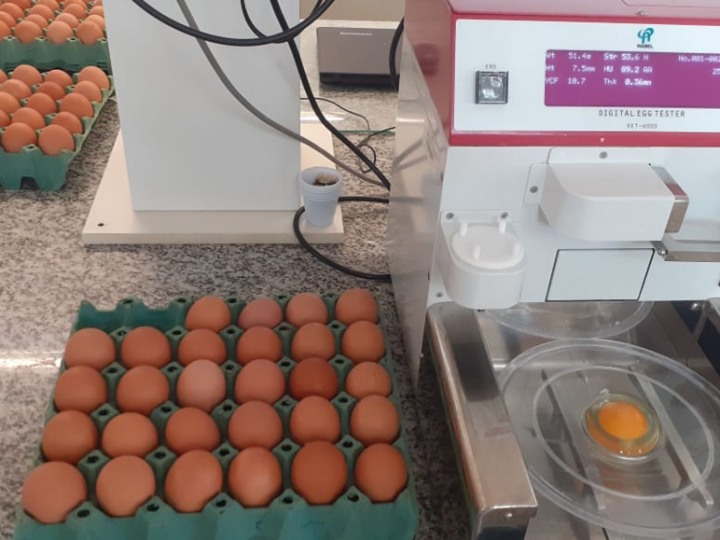 IZ comemora o dia mundial do frango com destaque em tecnologias para avicultura 