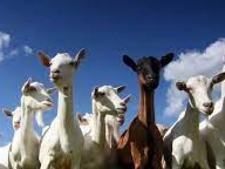 Plataforma Agritech.NE abre edital para projetos de startups nas áreas de caprinovinocultura e fruticultura irrigada