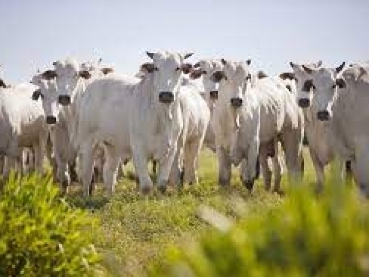 Mapa suspende vacinação contra a febre aftosa em seis estados e no DF a partir de novembro de 2022