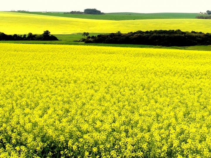 Aplicativo gratuito ajudará o produtor a acompanhar todo o ciclo de plantio da canola