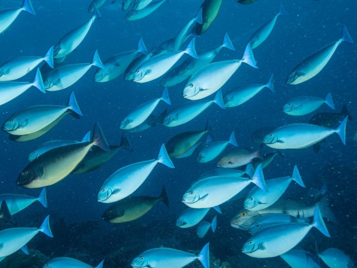 Jordânia tem interesse por peixes brasileiros de todas as espécies