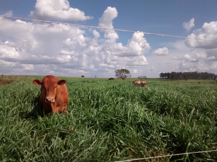 Zootecnistas do IZ atuam com a segurança alimentar do campo ao consumidor
