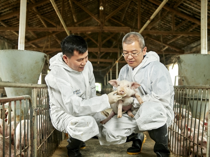 Detecção precoce de doenças respiratórias em suínos 