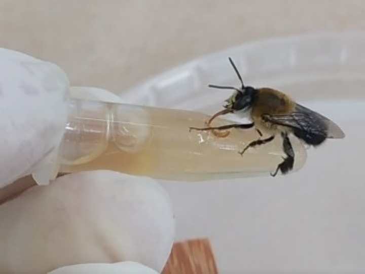 Agrotóxico comum no Brasil pode colocar em risco espécies nativas de abelhas, aponta estudo