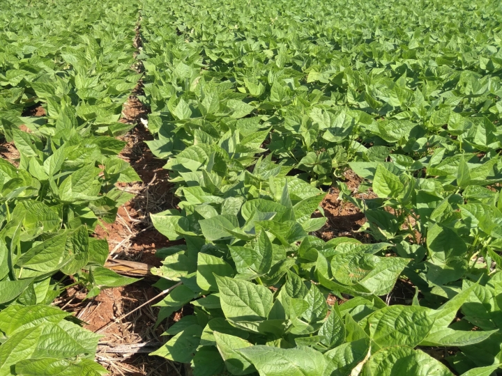 Manejo biológico leva inúmeros benefícios à cultura do feijão