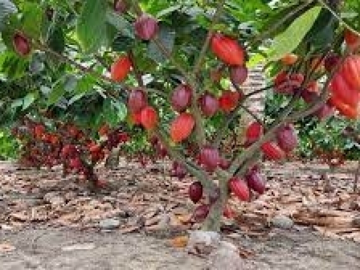 Ceplac e Senar-BA testam novos fungicidas contra a vassoura de bruxa do cacaueiro