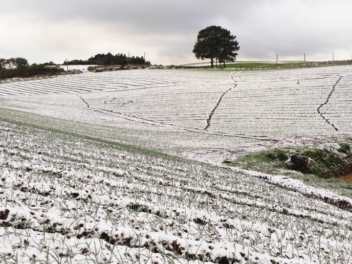Bioestimulante de origem europeia ajuda a combater danos causados por baixas temperaturas 