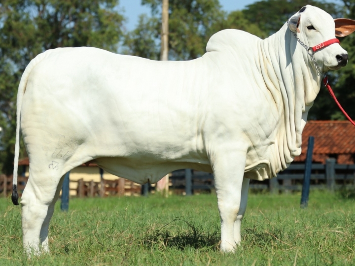 Genética de primeira linha estará em oferta no 34º Leilão Noite do Nelore Nacional