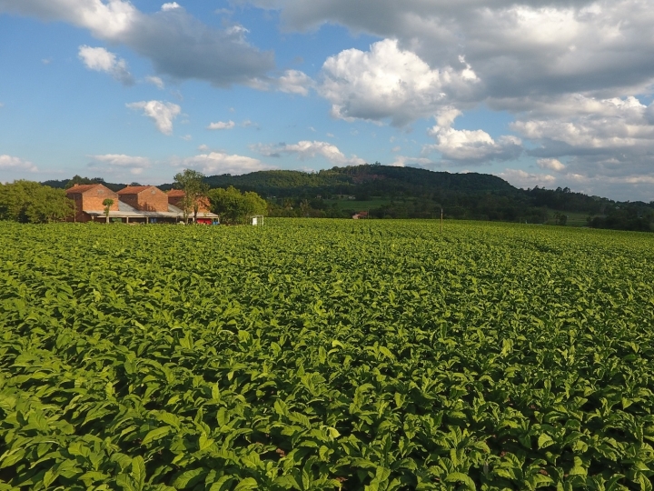 Como meio ambiente e produção de tabaco andam lado a lado 
