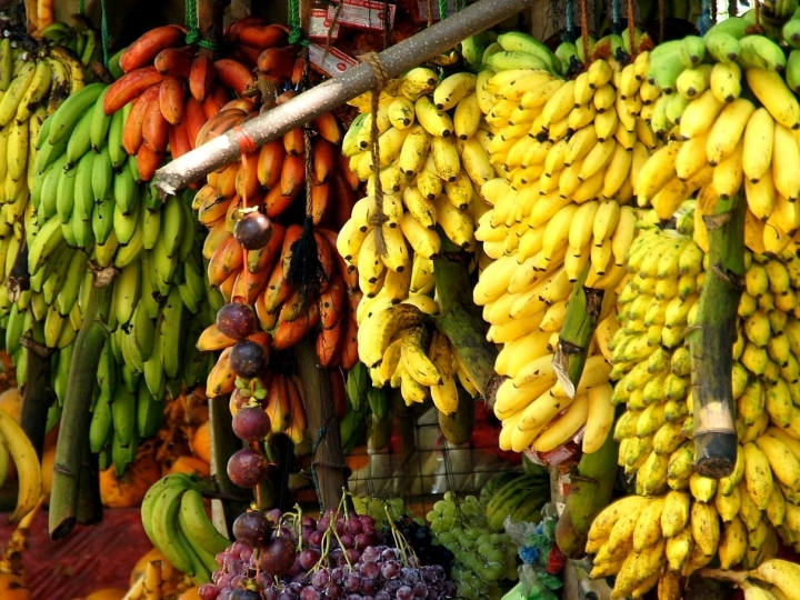 Na FEIBANANA 2022, APTA Regional apresenta pesquisas que podem dobrar produtividade da fruta no Vale do Ribeira 