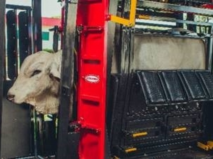 Vacinação contra a febre aftosa ganha eficiência com o uso de troncos de contenção individuais