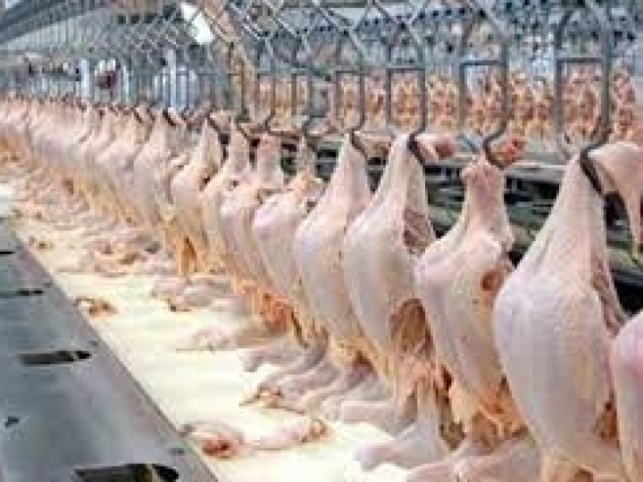 Exportações de carne de frango alcançam 418,2 mil toneladas em abril