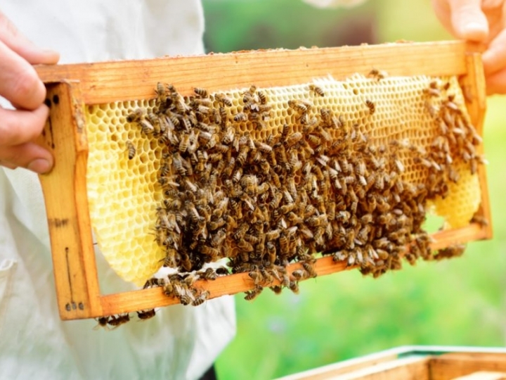 Cia da Abelha promove curso gratuito de apicultura entre os dias 06 e 10/06