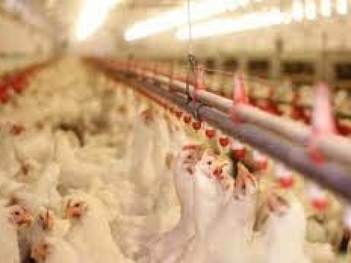 IZ atua no desenvolvimento de pesquisas em diferentes sistemas de produção avícola