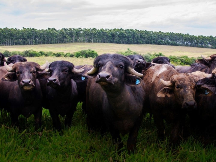 Certified Humane lança certificação de bem-estar animal para búfalos
