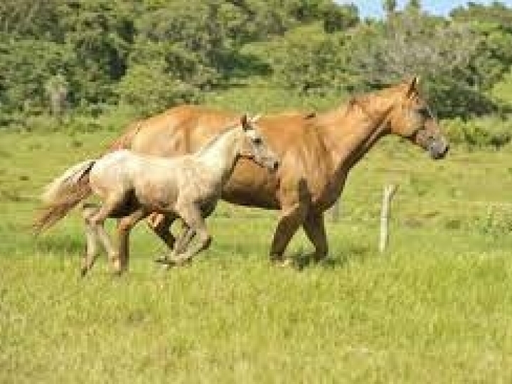 Embriões equinos chegam a custar até R$ 100 mil